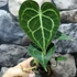 Kép 7/11 - Anthurium clarinervium