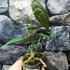 Kép 8/11 - Anthurium clarinervium