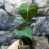 Kép 9/11 - Anthurium clarinervium