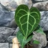 Kép 10/11 - Anthurium clarinervium