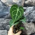 Kép 11/11 - Anthurium clarinervium