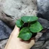 Kép 2/11 - Anthurium clarinervium