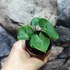 Kép 3/11 - Anthurium clarinervium