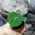 Kép 4/11 - Anthurium clarinervium