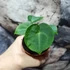 Kép 5/11 - Anthurium clarinervium