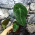 Kép 3/5 - Anthurium forgetii x nigrolaminum