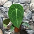 Kép 4/5 - Anthurium forgetii x nigrolaminum