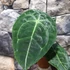 Kép 5/5 - Anthurium forgetii x nigrolaminum