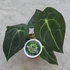 Kép 1/5 - Anthurium forgetii x nigrolaminum