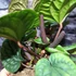 Kép 7/12 - Anthurium Luxurians x Radicans