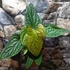 Kép 2/12 - Anthurium Luxurians x Radicans