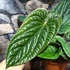 Kép 6/12 - Anthurium Luxurians x Radicans