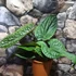 Kép 5/12 - Anthurium Luxurians x Radicans