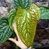 Kép 9/12 - Anthurium Luxurians x Radicans