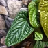 Kép 3/12 - Anthurium Luxurians x Radicans
