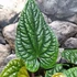 Kép 10/12 - Anthurium Luxurians x Radicans