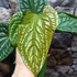 Kép 11/12 - Anthurium Luxurians x Radicans