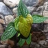Kép 12/12 - Anthurium Luxurians x Radicans