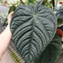Kép 4/12 - Anthurium Luxurians x Radicans
