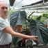 Kép 1/12 - Anthurium Luxurians x Radicans