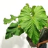 Kép 1/6 - Anthurium balaoanum, egy egy levele esztétikai hibás