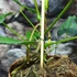 Kép 5/6 - Anthurium balaoanum, egy egy levele esztétikai hibás