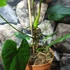 Kép 6/6 - Anthurium balaoanum, egy egy levele esztétikai hibás