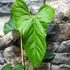Kép 3/6 - Anthurium balaoanum, egy egy levele esztétikai hibás