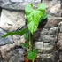 Kép 4/6 - Anthurium balaoanum, egy egy levele esztétikai hibás