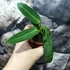 Kép 3/7 - Anthurium warocqueanum
