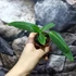 Kép 5/7 - Anthurium warocqueanum