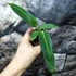 Kép 7/7 - Anthurium warocqueanum