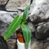 Kép 2/7 - Anthurium warocqueanum