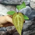 Kép 2/11 - Anthurium regale