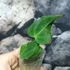 Kép 9/11 - Anthurium regale