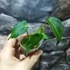 Kép 11/11 - Anthurium regale