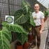 Kép 6/11 - Anthurium regale