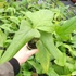 Anthurium sp. 2