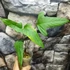 Kép 4/8 - Anthurium sp. 2