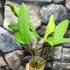 Kép 5/8 - Anthurium sp. 2