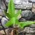 Kép 7/8 - Anthurium sp. 2