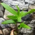 Kép 8/8 - Anthurium sp. 2