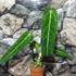 Kép 3/7 - Anthurium warocqueanum