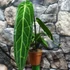 Kép 4/7 - Anthurium warocqueanum