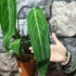 Kép 5/7 - Anthurium warocqueanum