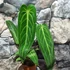 Kép 6/7 - Anthurium warocqueanum