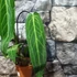 Kép 7/7 - Anthurium warocqueanum