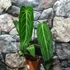 Kép 2/7 - Anthurium warocqueanum