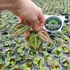 Kép 2/9 - Anthurium Red crystallinum