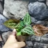 Kép 6/9 - Anthurium Red crystallinum